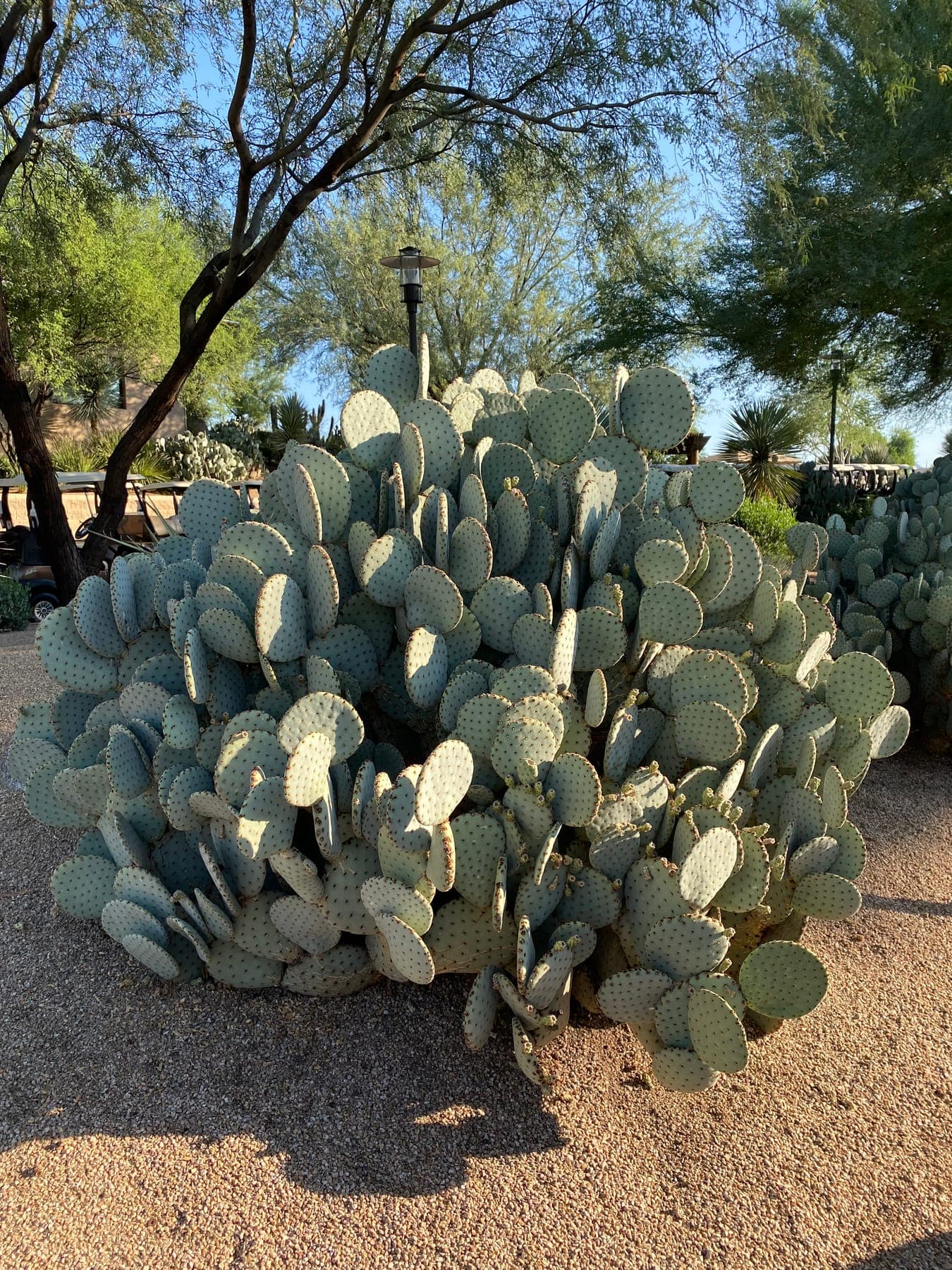 Sedona, USA — photo 4 of 5